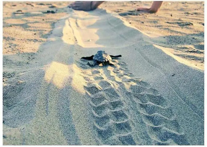 Hotel Natura Club & - Adults Guests Vlassada